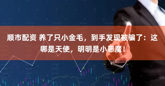 顺市配资 养了只小金毛，到手发现被骗了：这哪是天使，明明是小恶魔！